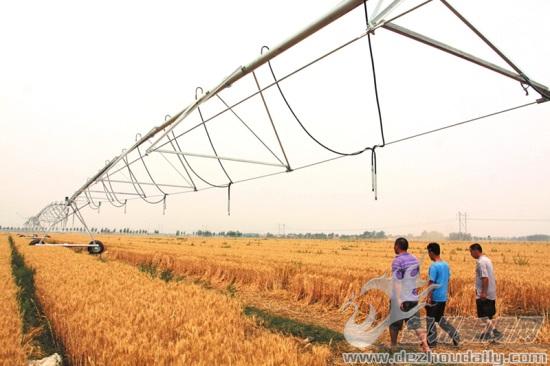 大型喷灌机助德州最大家庭农场德强农场喜获千万斤小麦（德州新闻网）