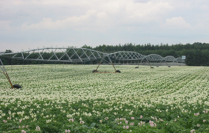 马铃薯的现代化灌溉